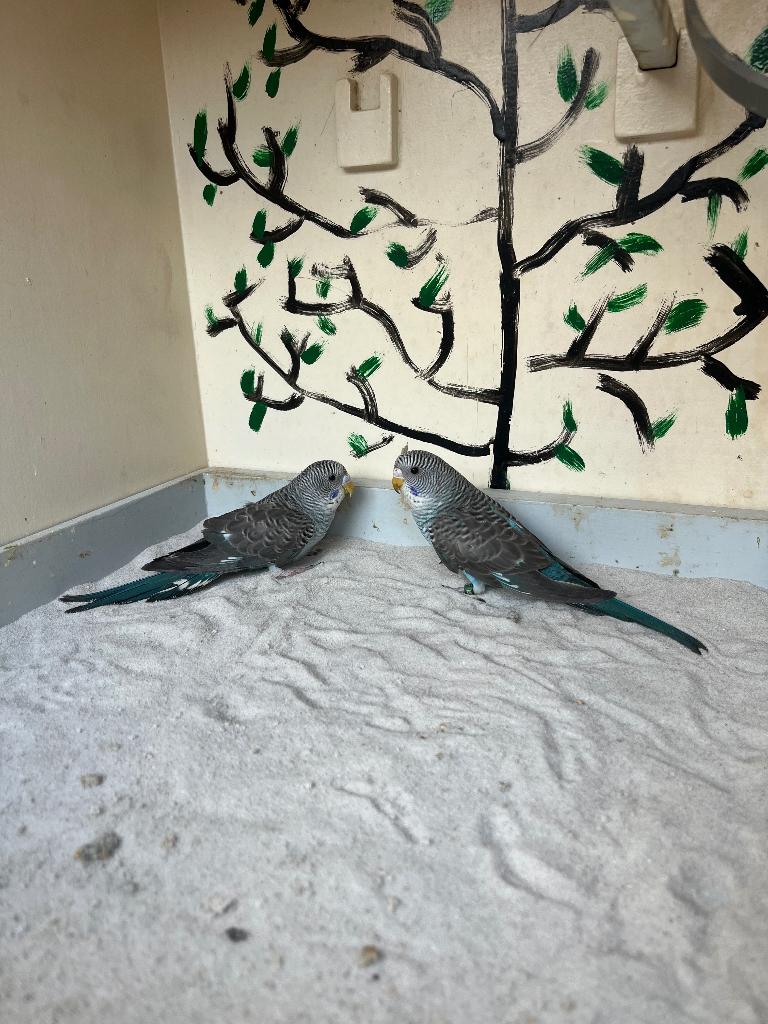 Blackwing grasparkiet, Sexe inconnu, Perruche, Bagué