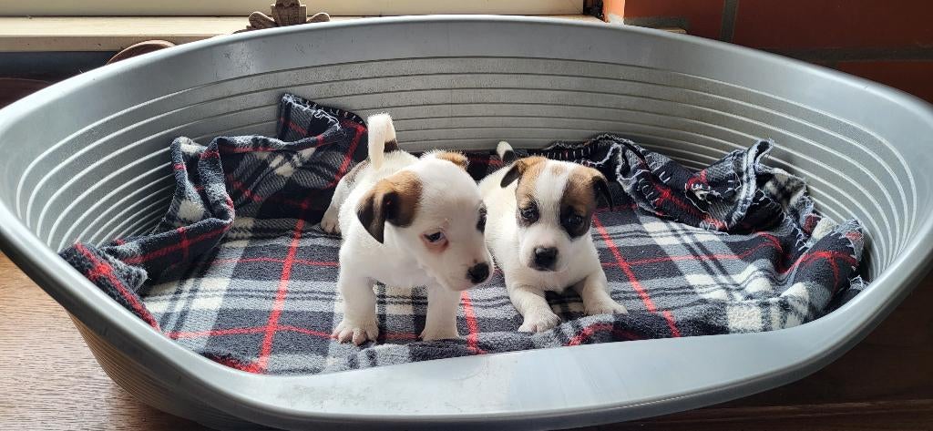 Jack Russel pups, Dieren en Toebehoren, Honden | Jack Russells en Terriërs, Reu, Jack Russell Terriër, Fokker | Professioneel