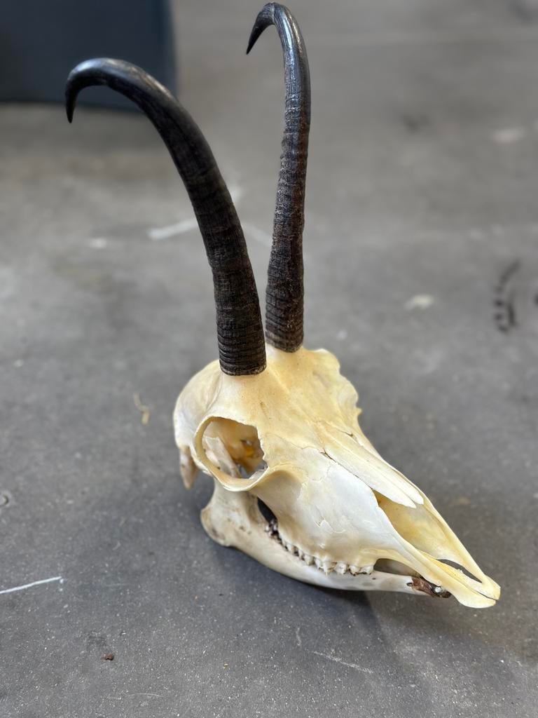 Schedel gemsbok met onder kaak, Ophalen