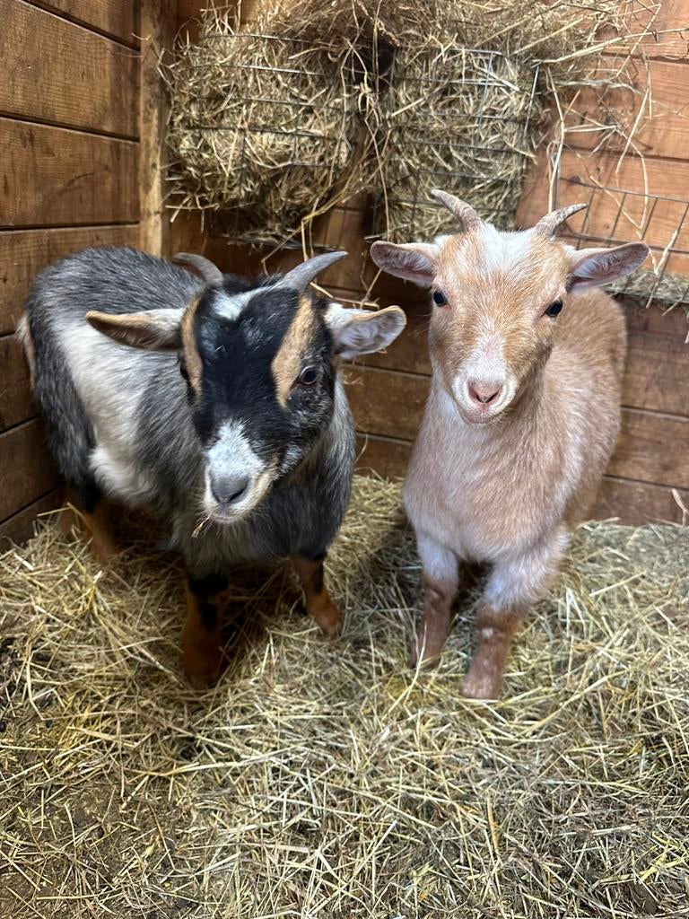Dwerggeit blauwschimmel en abrikoos schimmetje, Dieren en Toebehoren, Schapen, Geiten en Varkens, Vrouwelijk, Geit, 0 tot 2 jaar