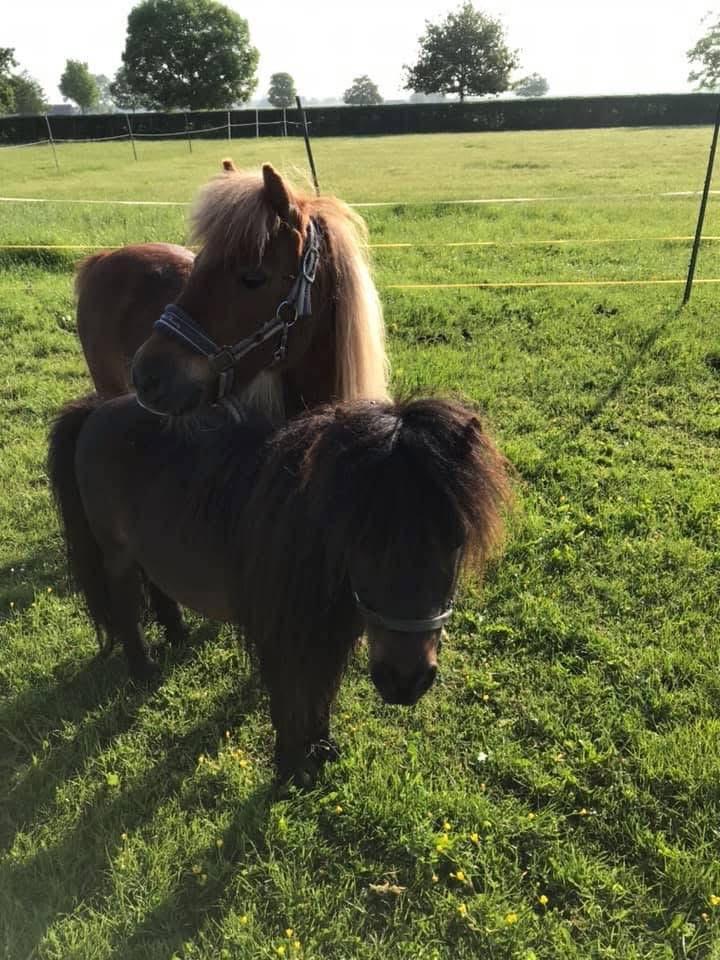 Shetlanders, Dieren en Toebehoren, Pony's, Meerdere dieren, Onbeleerd, Gechipt