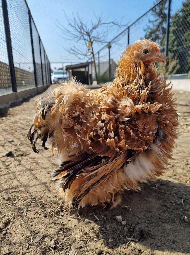 Cochin krulveer krielkippen jonge hennen beschikbaar, Vrouwelijk, Kip