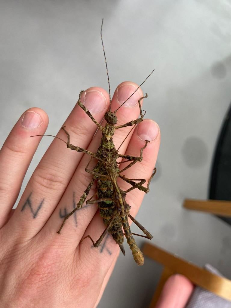 Trachyaretaon Negrosanon (Wandelende tak), Dieren en Toebehoren, Overige soorten