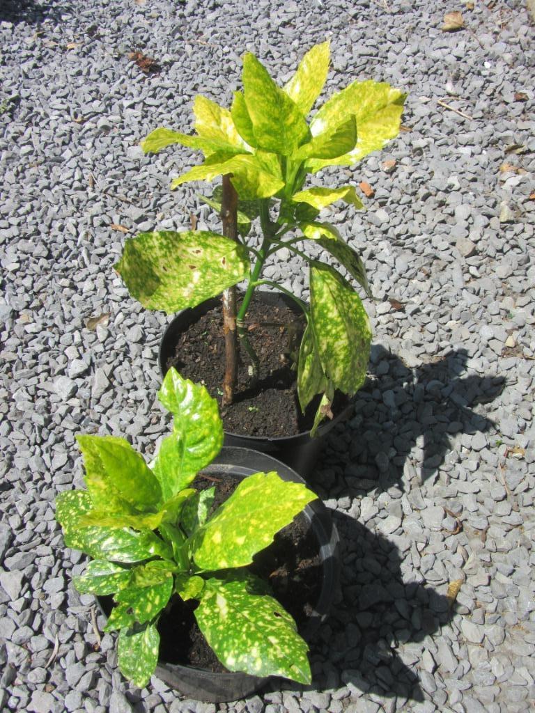 acuba  japon!ca, Tuin en Terras, Planten | Tuinplanten, Ophalen