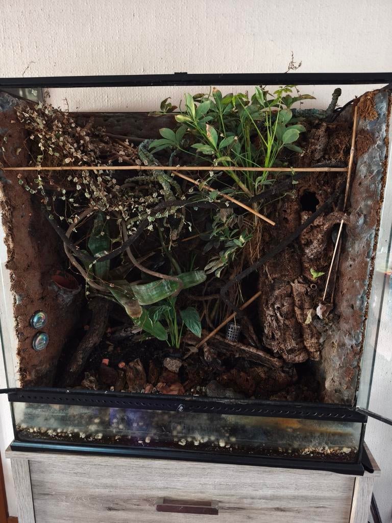 Exo terra terrarium (compleet)90x45x90, Ophalen, Zo goed als nieuw, Terrarium of Paludarium