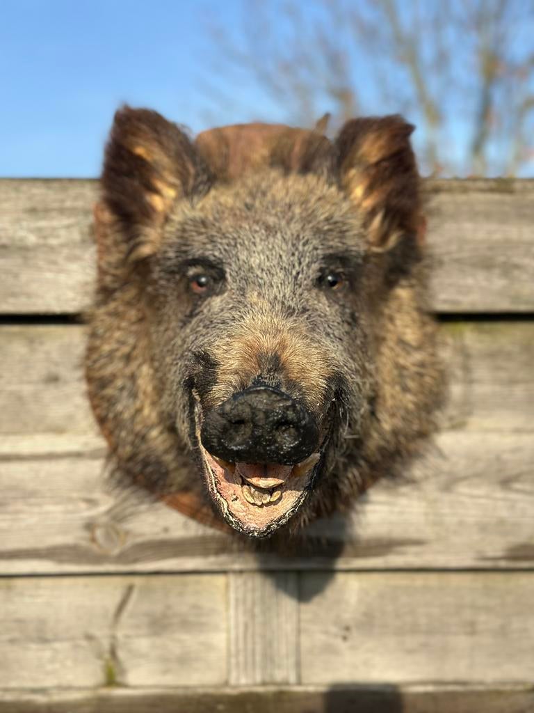 Everzwijn kop taxidermie, Ophalen of Verzenden