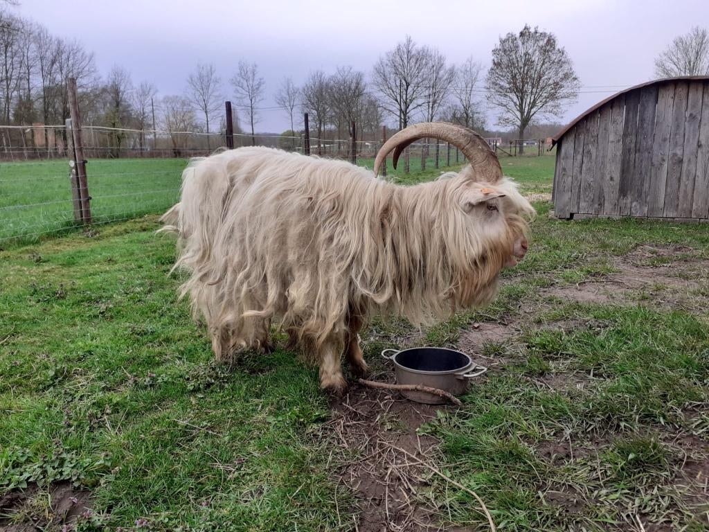 Geitenbok, Dieren en Toebehoren, Overige Dieren, April, Mannelijk