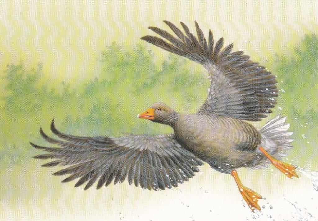 oie cendrée dessin de André Buzin, Envoi, Non oblitéré, Sans timbre