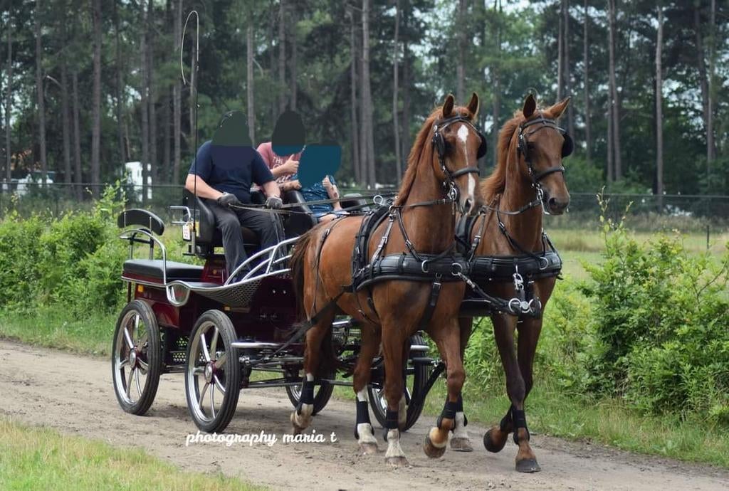 2-span tuigpaarden, Dieren en Toebehoren, Met stamboom, 170 tot 175 cm, Tuigpaard, Meerdere dieren