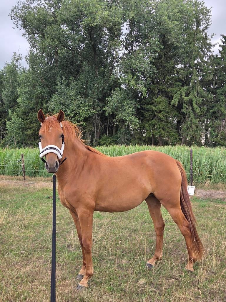 Jument de 4 ans, furst foto x Fiderbach - non apprise, Cheval de dressage, Moins de 160 cm, Non dressé, Avec pedigree