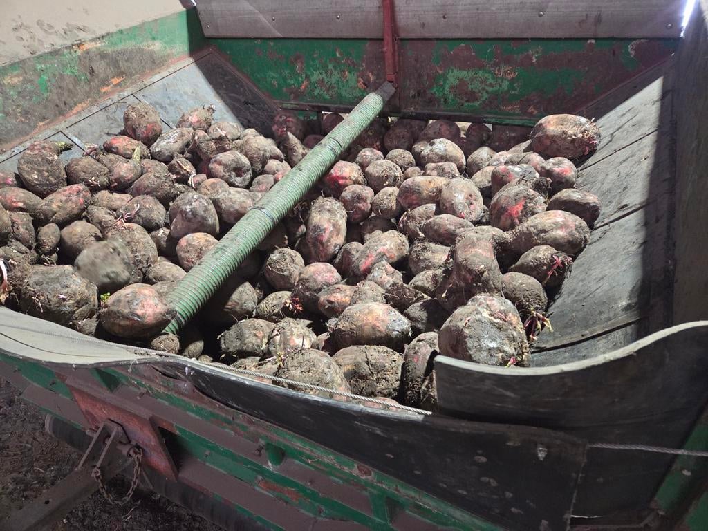 Kwalitatieve Voederbieten, Enlèvement