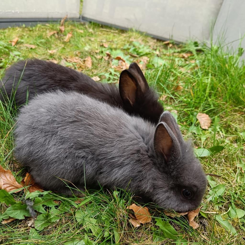 Kleine dwergkonijntjes