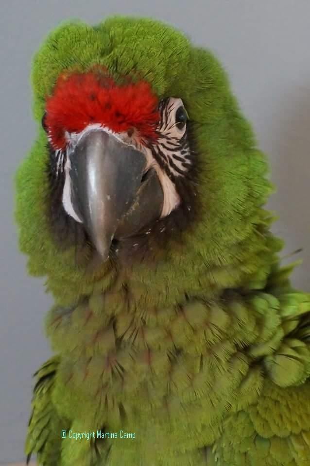 tamme jonge soldaten ara, Meerdere dieren, Papegaai, Geringd