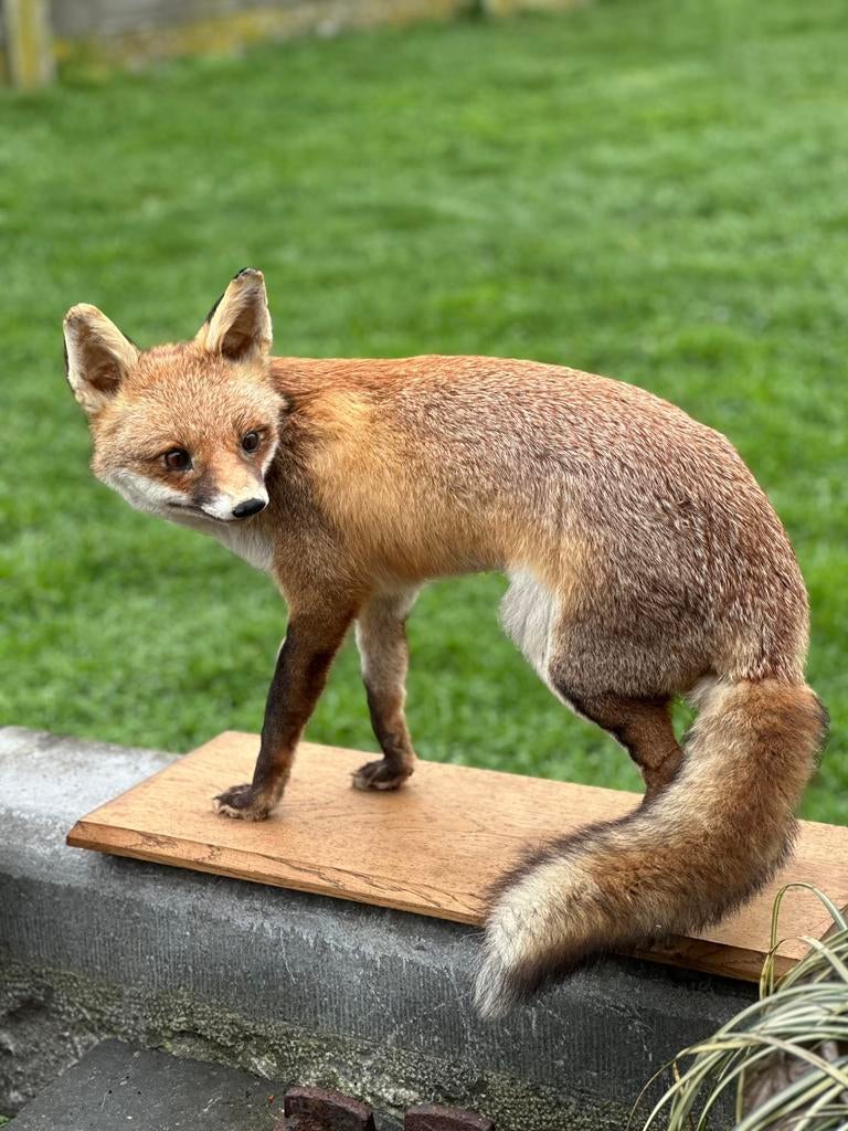 Taxidermie vos zeer mooi, Enlèvement