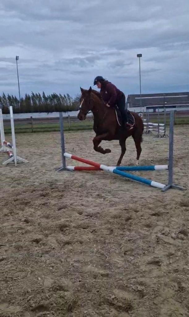 Mooie ruin voor de sport of recreatie, Dieren en Toebehoren, Minder dan 160 cm, Met stamboom, Ruin, Zadelmak