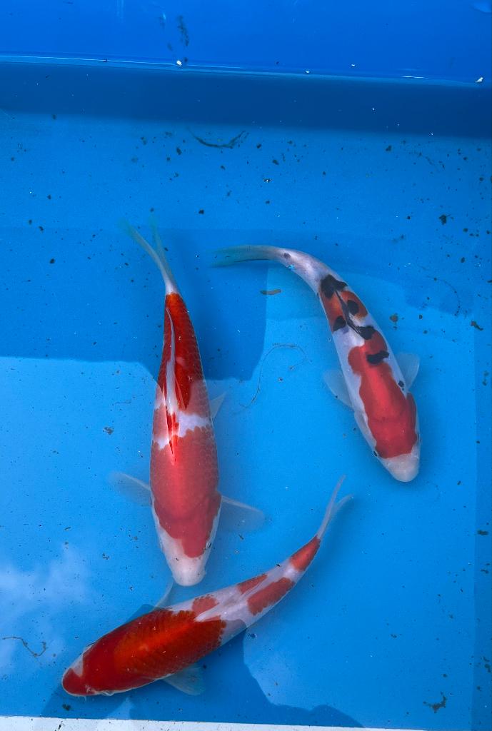 Prachtige Japanse Tosai, Dieren en Toebehoren, Karper of Koi