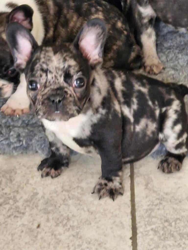 Chiots bouledogue français, Animaux & Accessoires, Chiens | Bouledogues, Pinschers & Molossoïdes, Plusieurs animaux, Bouledogue