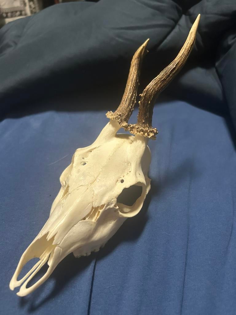 Schedel, Ophalen, Gebruikt, Overige soorten, Schedel