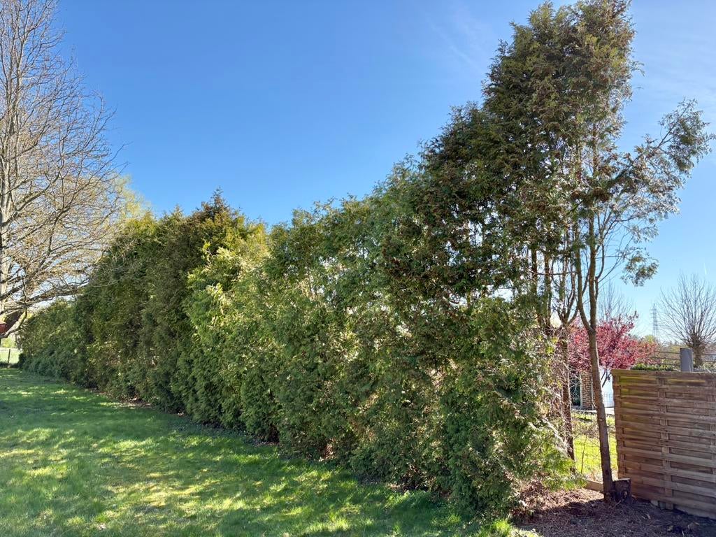 Wie wil coniferen verwijderen in ruil voor brandhout ?, Tuin en Terras, Ophalen