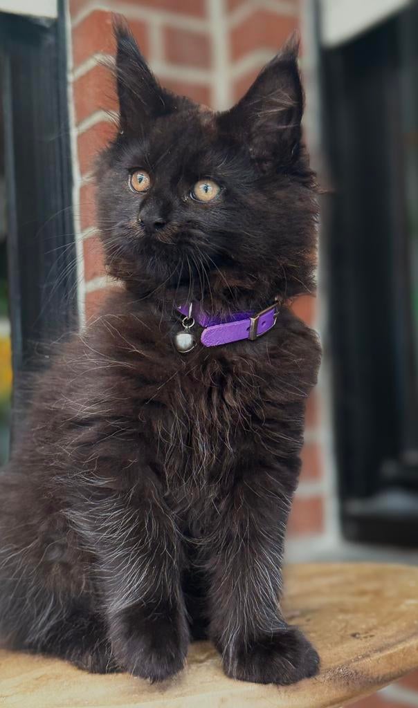 Zwarte Maine Coon katertje  beschikbaar ✅, Chat, Vermifugé, 0 à 2 ans