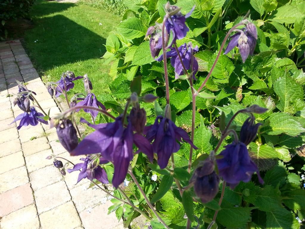 Vaste planten te koop, Tuin en Terras, Planten | Tuinplanten, Ophalen, Overige soorten