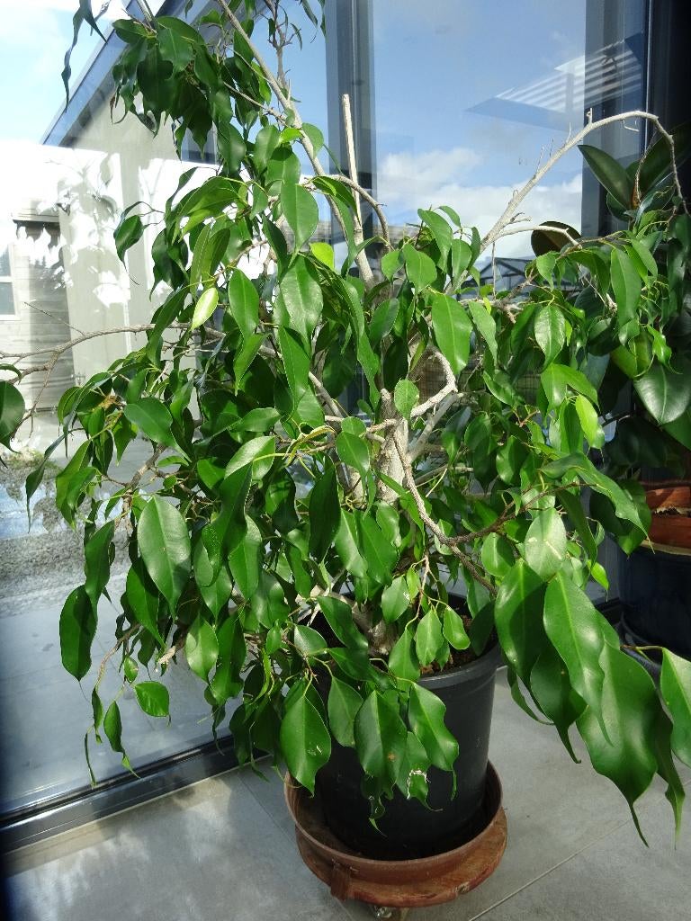 kamerplant ficus, Huis en Inrichting, Kamerplanten, Ophalen, Ficus, Halfschaduw, In pot