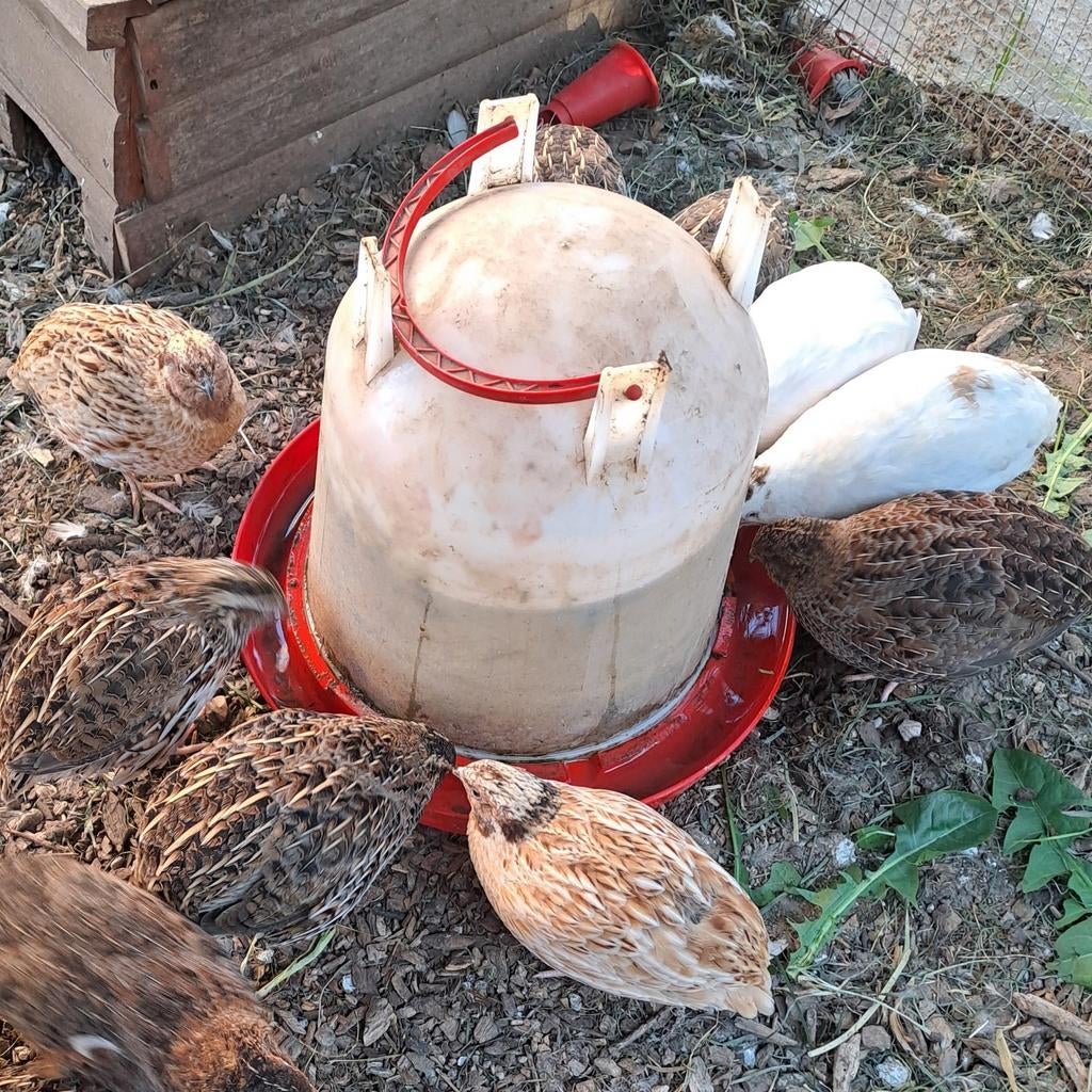 Broedeieren Japanse kwartel, Dieren en Toebehoren, Pluimvee