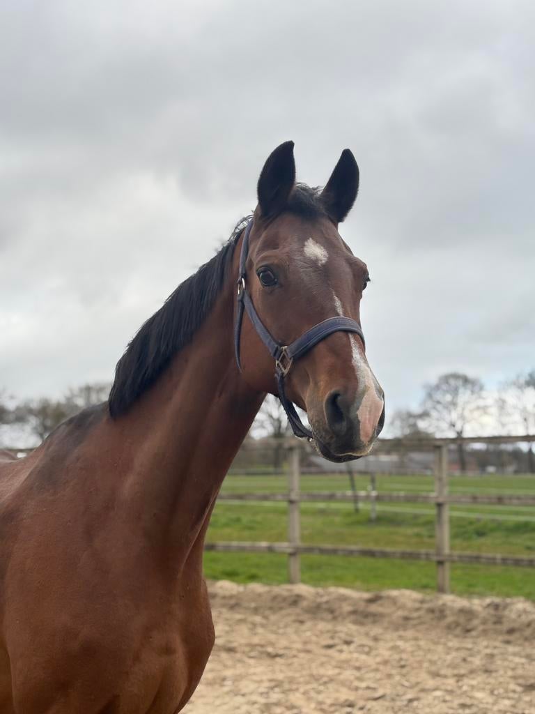 Lieve kwpn fokmerrie weidemaatje, Animaux & Accessoires, Chevaux, Jument, Ne s'applique pas, 160 à 165 cm, 11 ans ou plus, Cheval de dressage