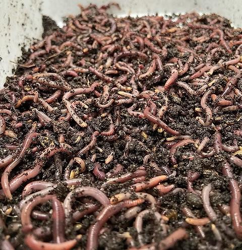 VERS DE FUMIER / COMPOST, Jardin & Terrasse, Enlèvement, Compost