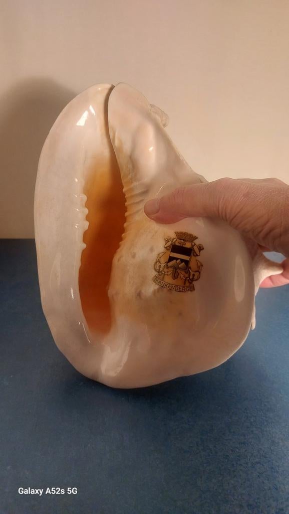 Konigshelmschelp., Ophalen of Verzenden, Schelp(en)