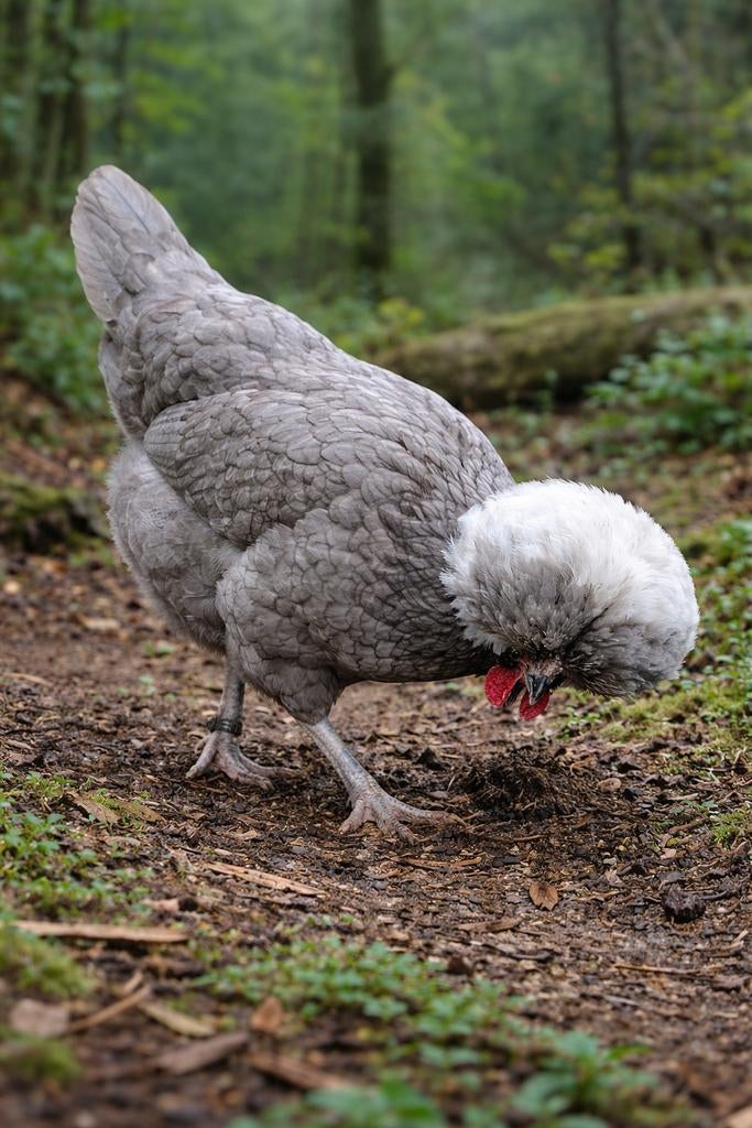 Hollandse kuifhoender krielkippen jonge hennen beschikbaar, Vrouwelijk, Kip