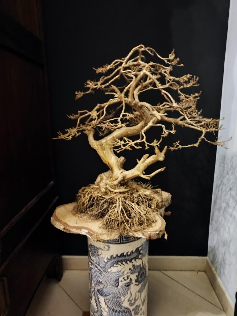 Design gouden bonsai, Ophalen, Zo goed als nieuw