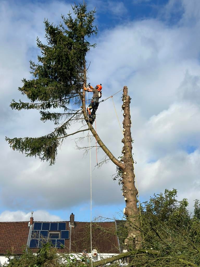 Bucheron élagage d’arbre DEVIS GRATUIT, Jardin & Terrasse, Plantes | Arbres, Enlèvement