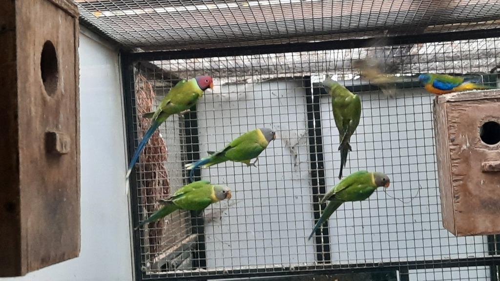 Pruimkop, Dieren en Toebehoren, Geslacht onbekend, Parkiet, Geringd