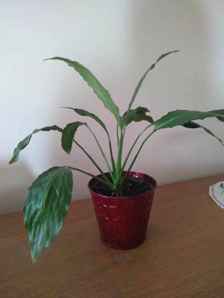 Petite plante verte fleurde lune/ spathiphyllum, Groene kamerplant, Ophalen