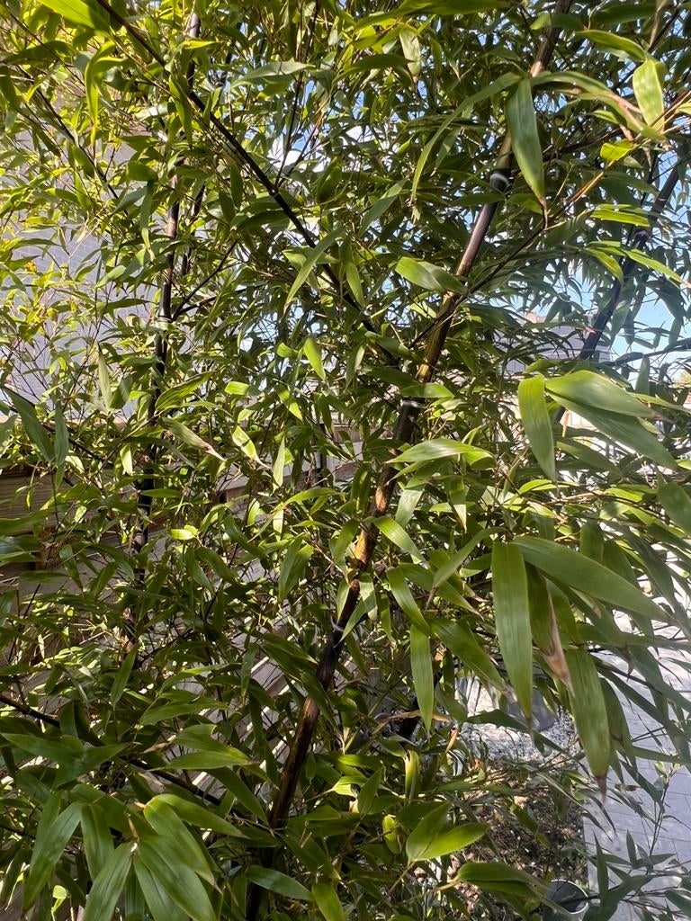 Mooie zwarte bamboe, Ophalen