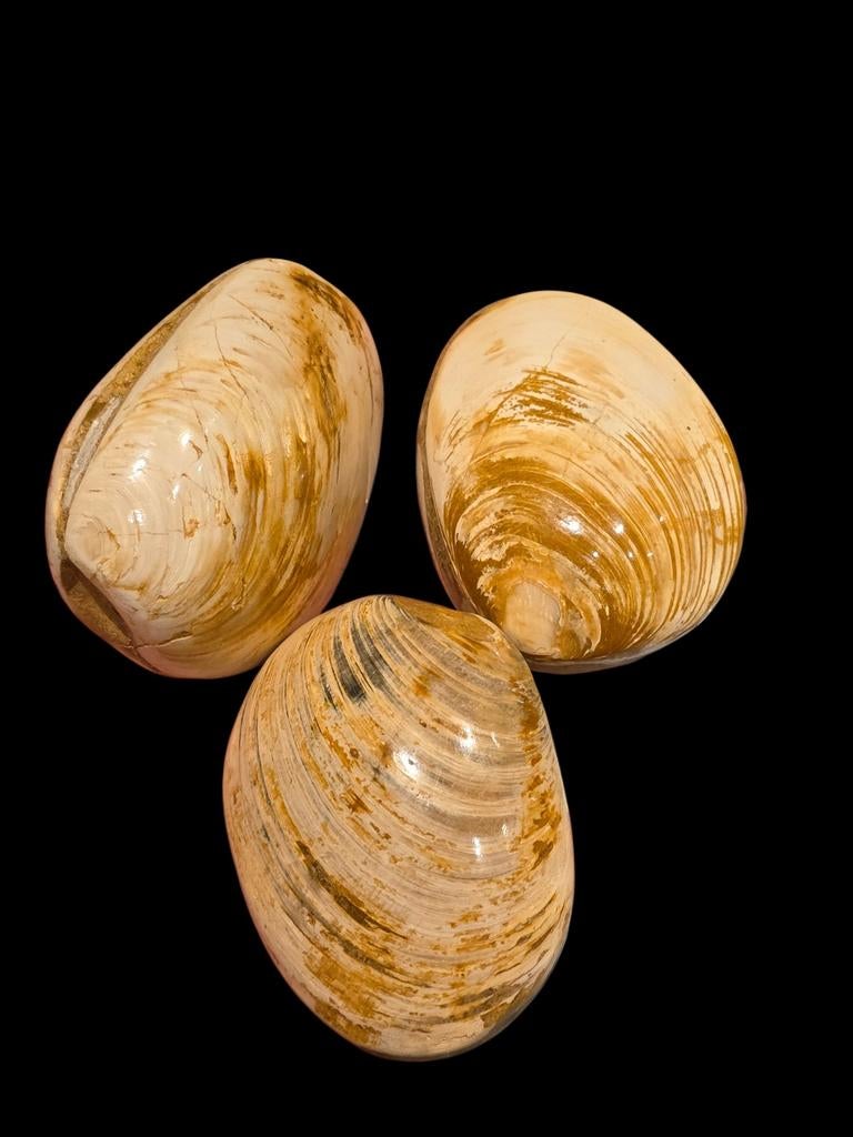 Fossiele gepolijste schelp uit morondava Madagascar., Ophalen of Verzenden, Fossiel