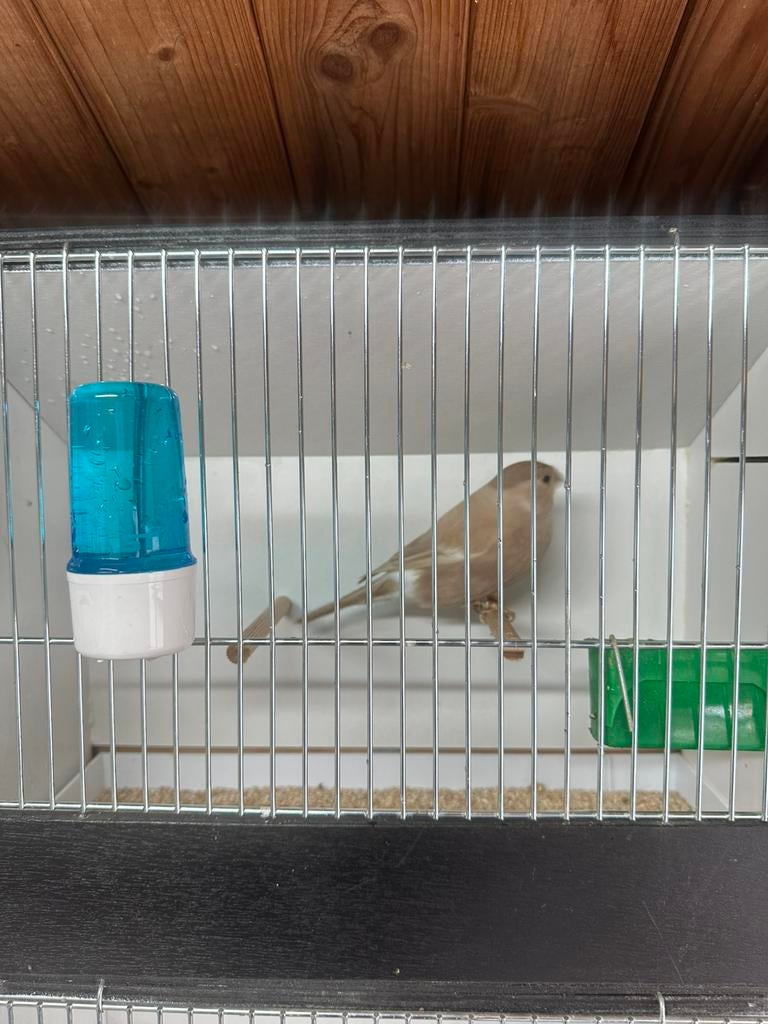 Noordse goudvink pop