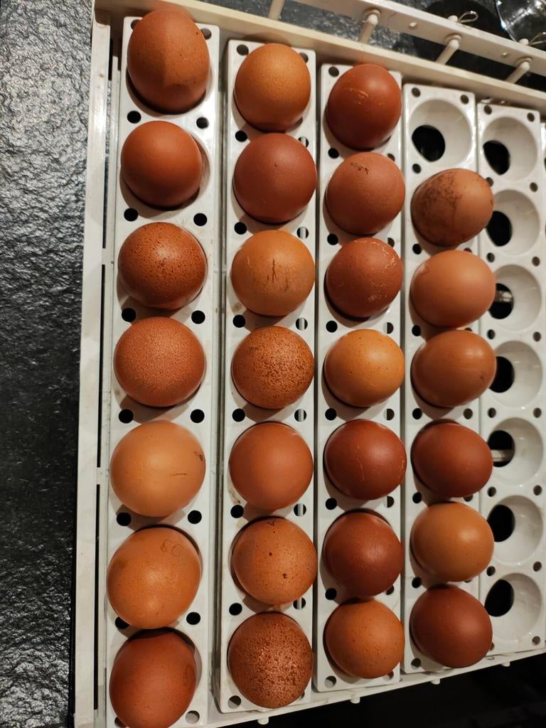 Broedeieren Marans zwart kopernek Hennen en blauwkopernek ha, Dieren en Toebehoren, Pluimvee