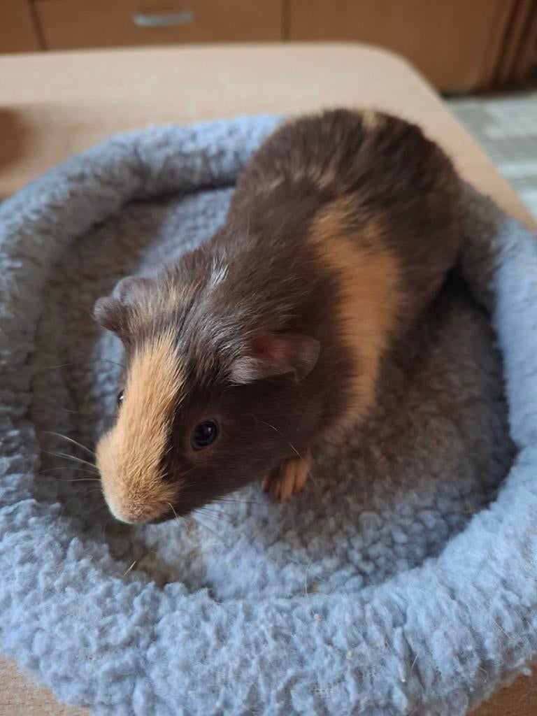 Cavia beertje te koop, Dieren en Toebehoren, Januari, Mannelijk, Cavia