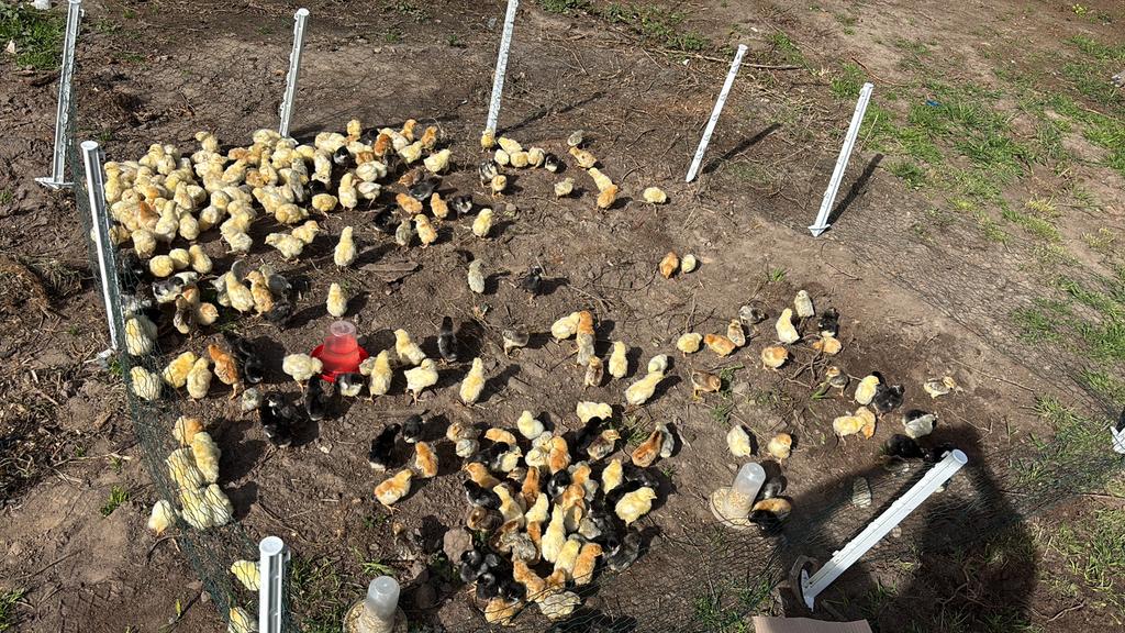 Kuikentjes te koop, Dieren en Toebehoren, Pluimvee