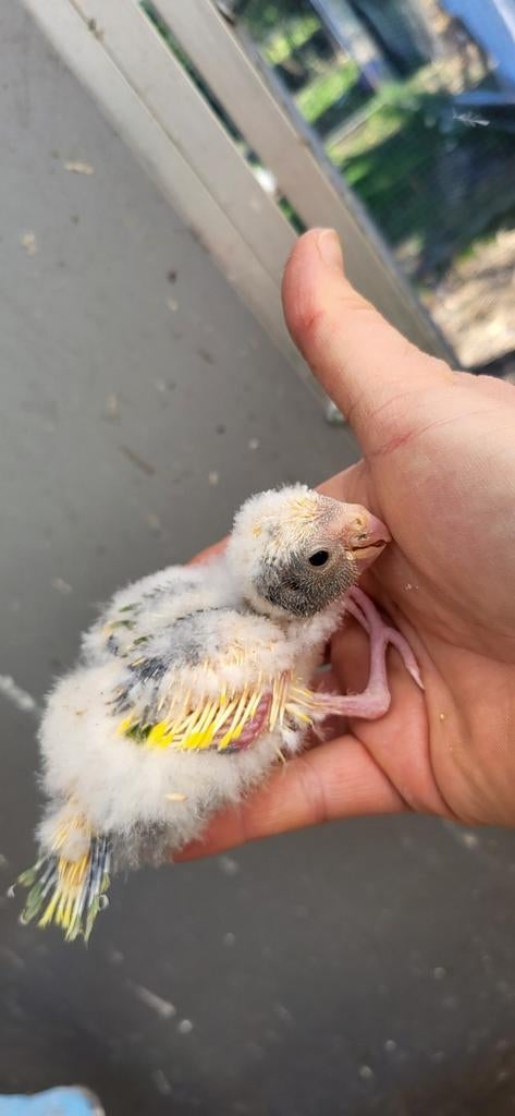 Kakariki  femelle a nourrir, Animaux & Accessoires, Femelle