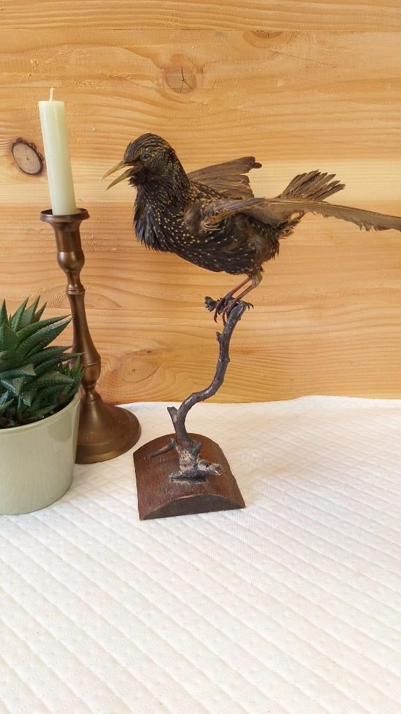 Taxidermie - opgezette spreeuw, Verzamelen, Ophalen of Verzenden, Gebruikt, Opgezet dier