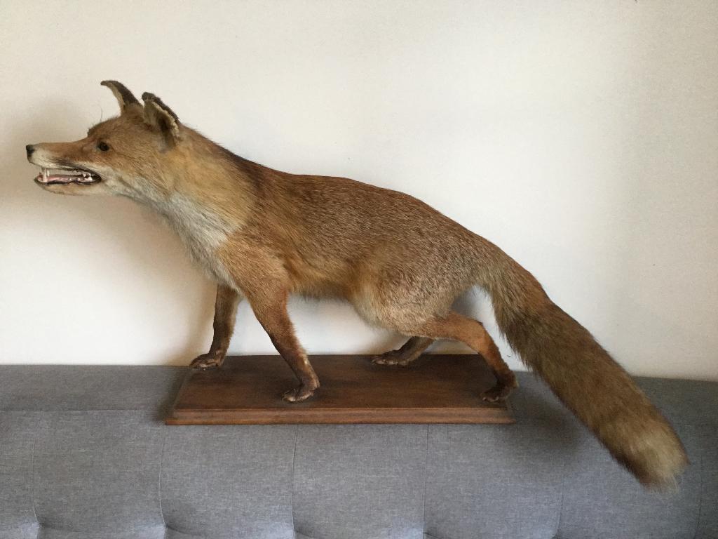 A vendre renard empaillé, Collections, Enlèvement, Comme neuf, Animal sauvage, Animal empaillé