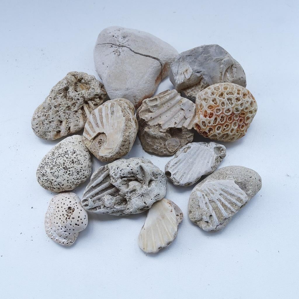 Verzameling diverse fossiele stene., Ophalen of Verzenden, Fossiel
