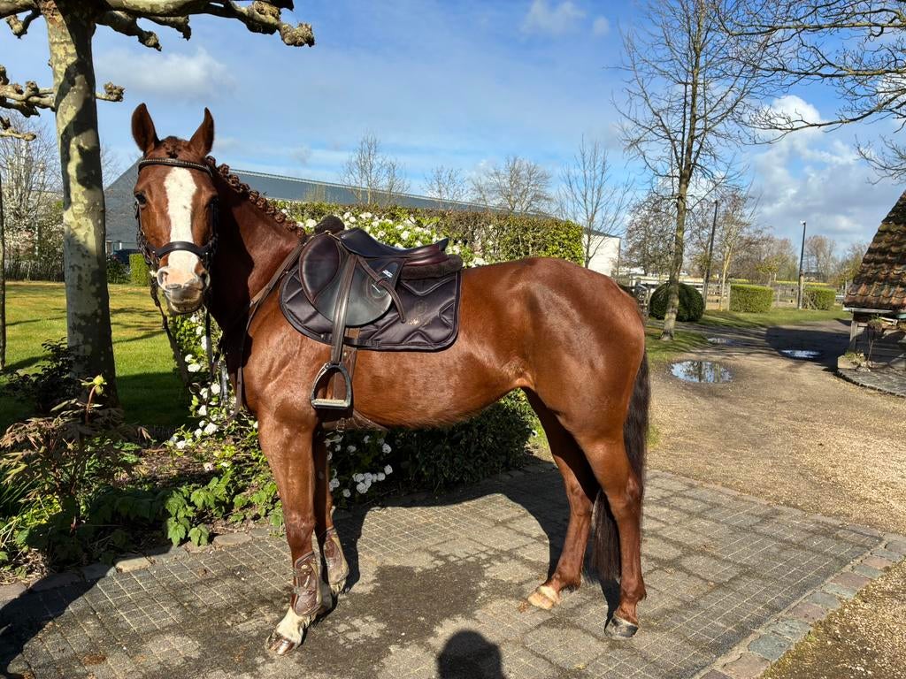 Mooie merrie met potentie, Dieren en Toebehoren, Merrie, Zadelmak, Recreatiepaard