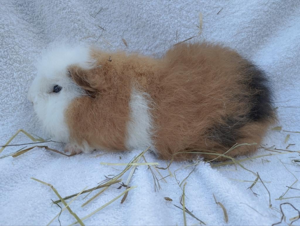 Ch Teddy beer te koop, Dieren en Toebehoren, Januari, Mannelijk, Cavia