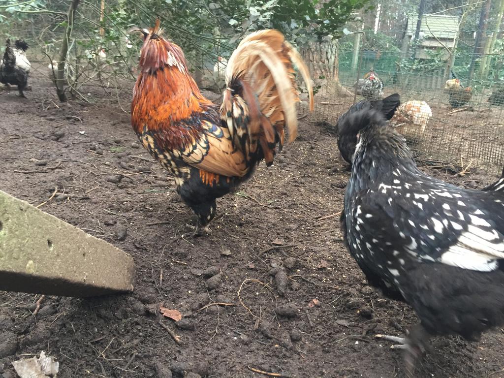 Broedeieren Pavlov, Dieren en Toebehoren, Pluimvee