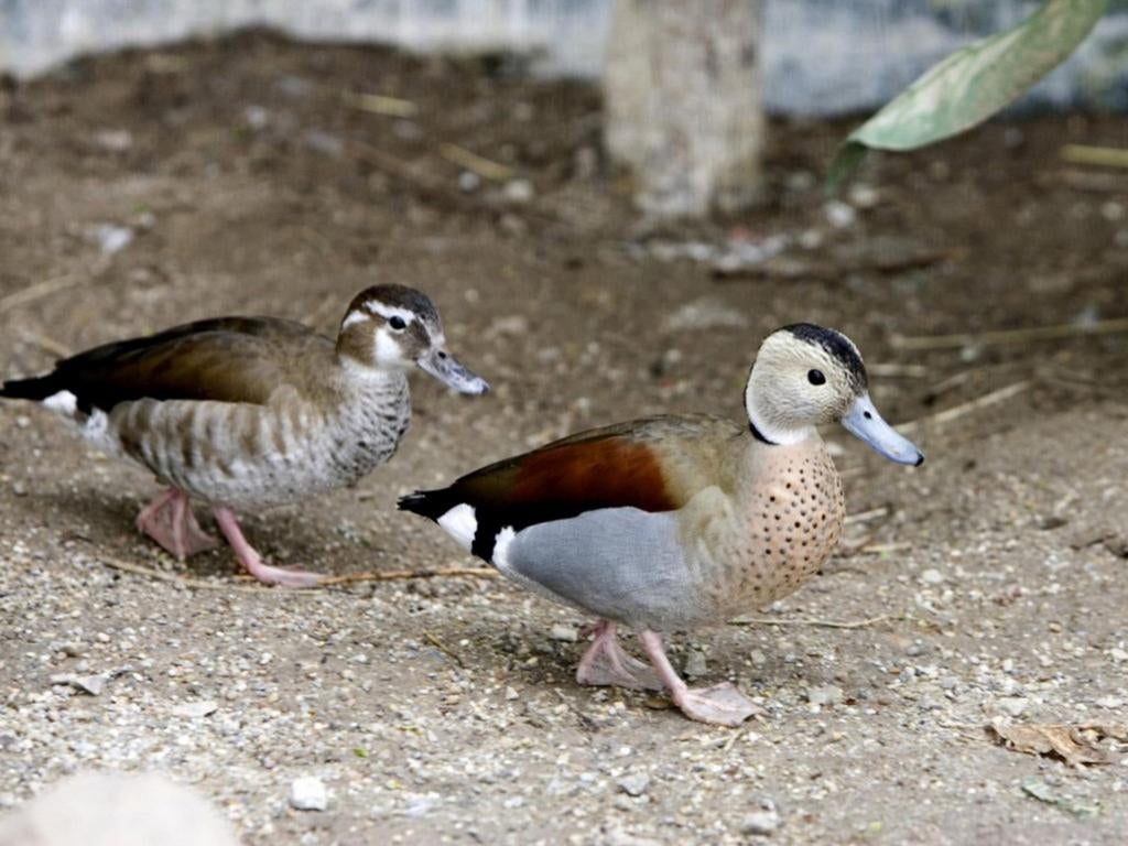 Diverse koppels siereenden, Dieren en Toebehoren, Pluimvee, Eend