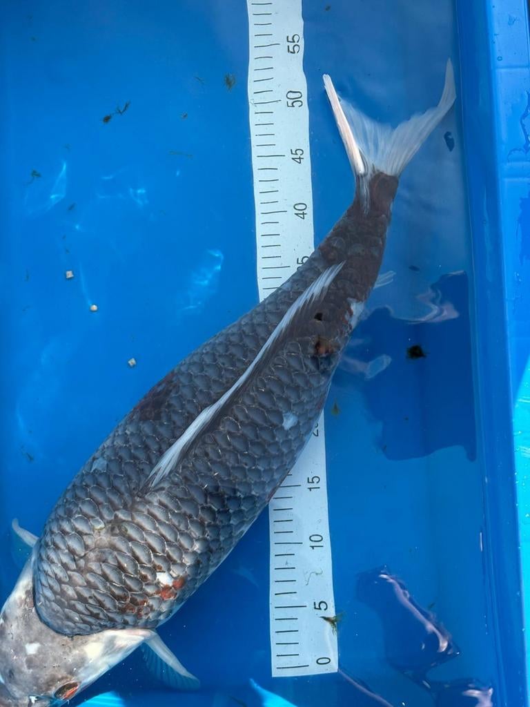 Japanse koi female., Dieren en Toebehoren